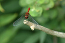 Libelle beim Aufwärmen