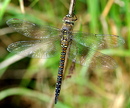 Fotos_Libellen