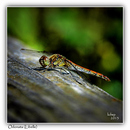 Fotos_Libellen
