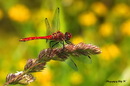 Blutrote Heidelibelle
