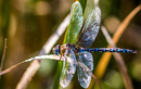 Libelle