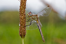 Libelle im Morgentau