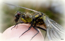 Fotos_Libellen