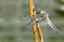 Plattbauchlibelle