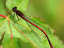 red flier.............