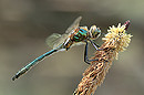 Cordulia aenea - Falkenlibelle