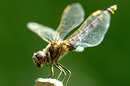 kokette libelle