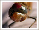 Fotos_Libellen