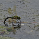 Libelle beim Ablegen von Eiern?