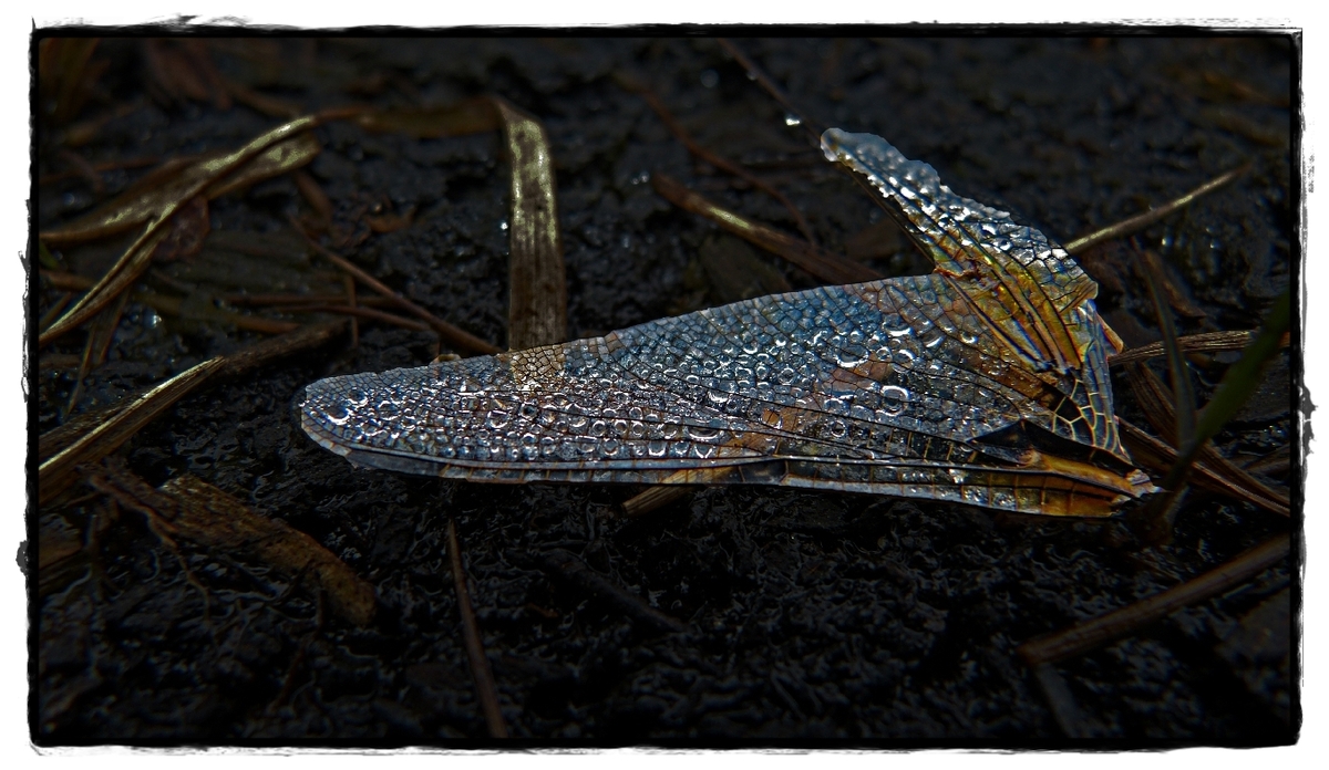 Abgeworfene Flügel einer Libelle