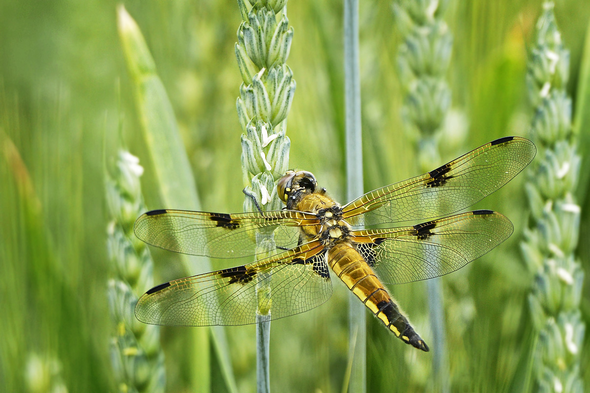 Vierfleck Libelle