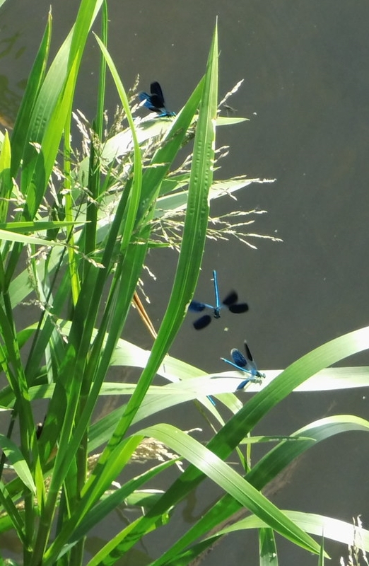 libellen beim fliegen erwischt 