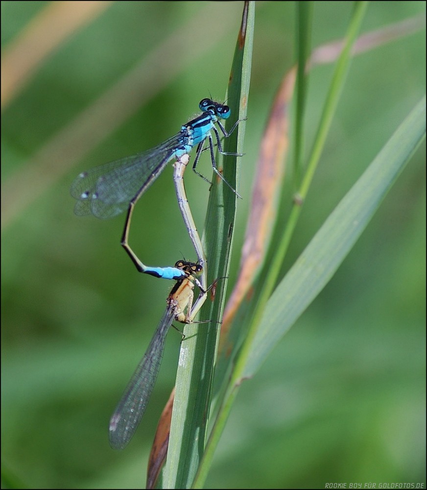 azurjungfer artensicherung
