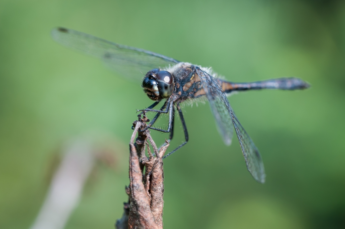 Schwarze Heidelibelle