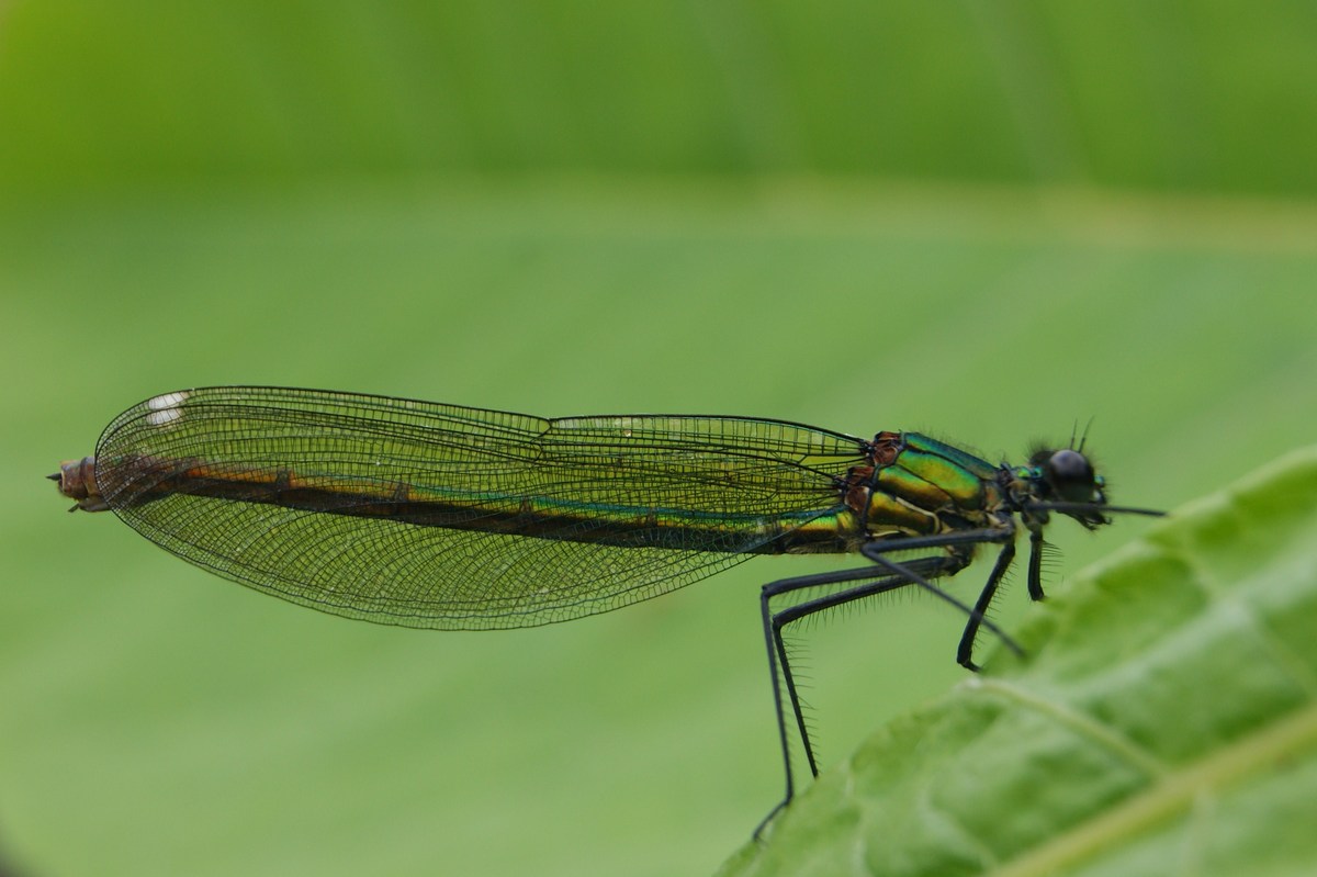 Naturschönheit