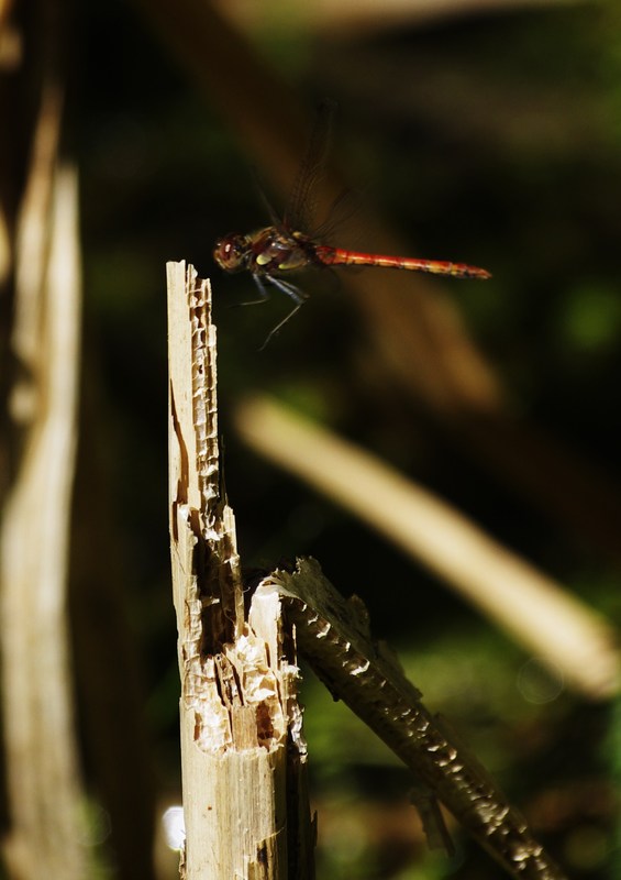 Landeanflug