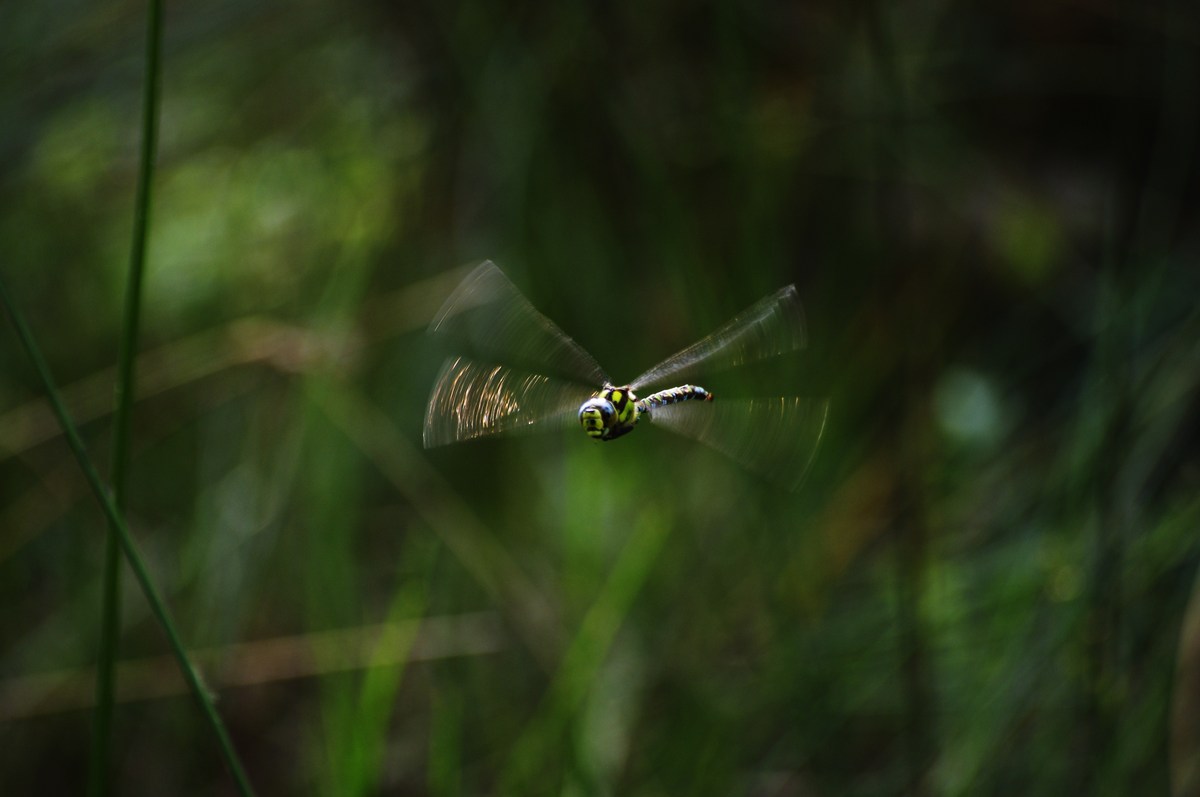 Libelle7