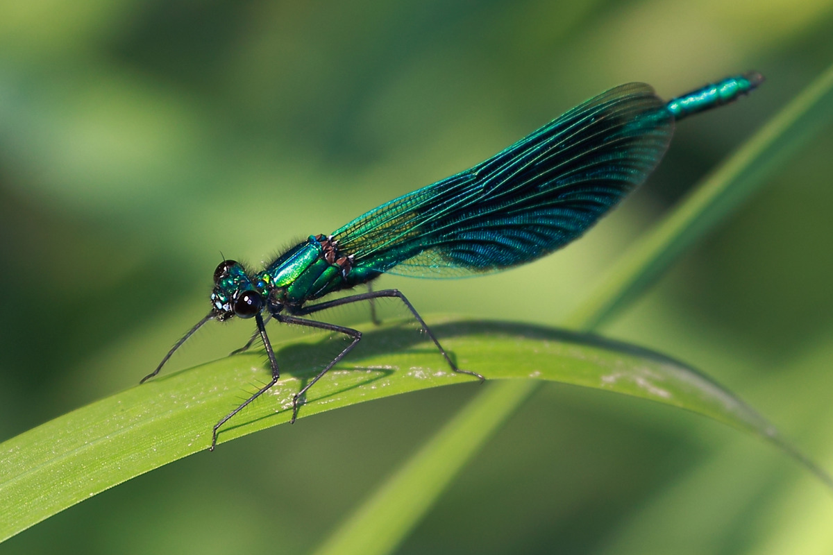 Gebänderte Prachtlibelle