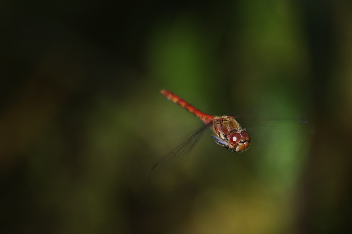 Libelle8