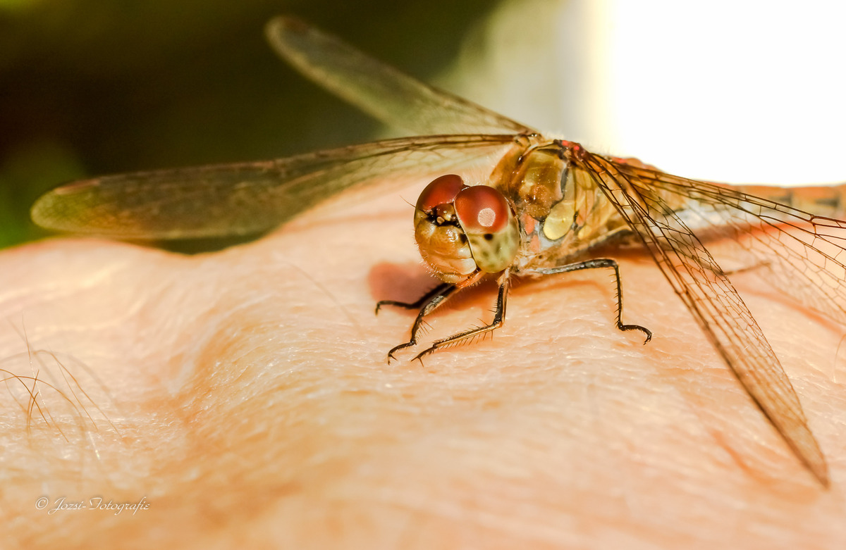 libelle auf der Hand