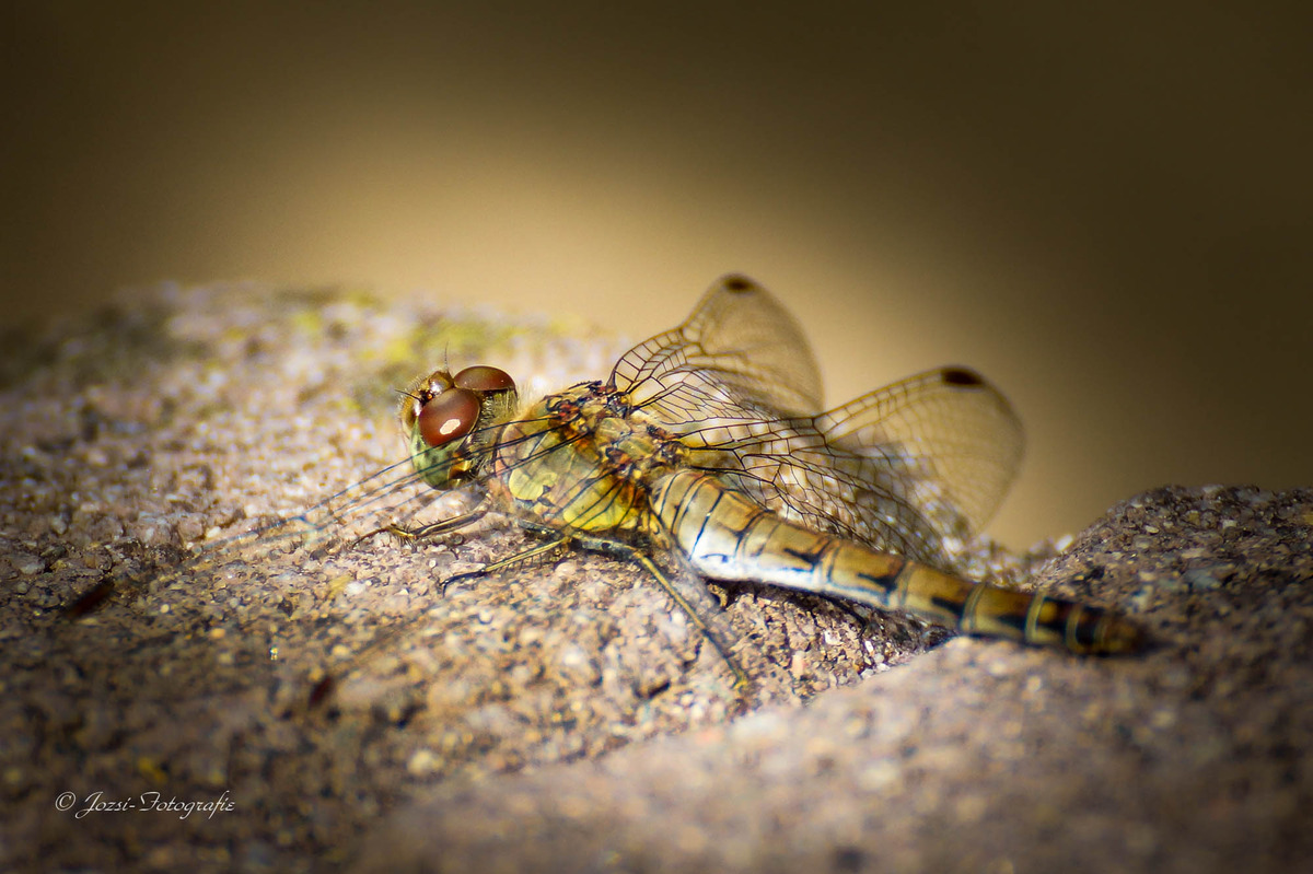 libelle