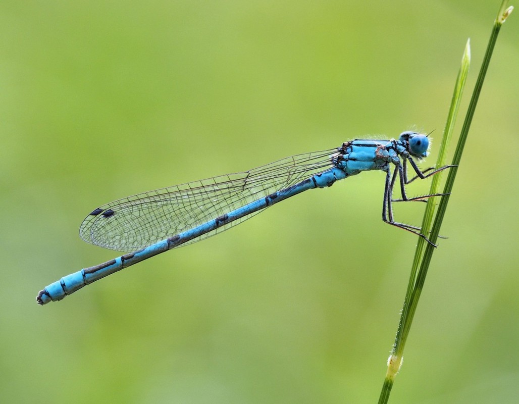 Becherazurjungfer  Männchen