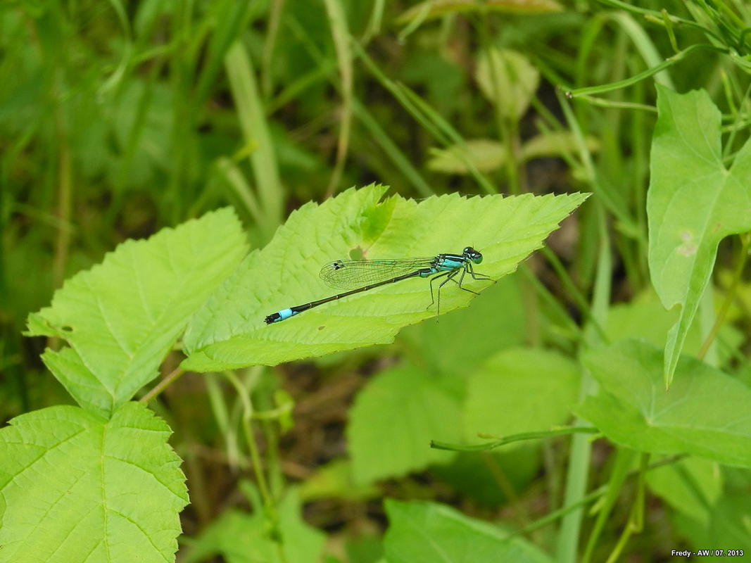 Libelle