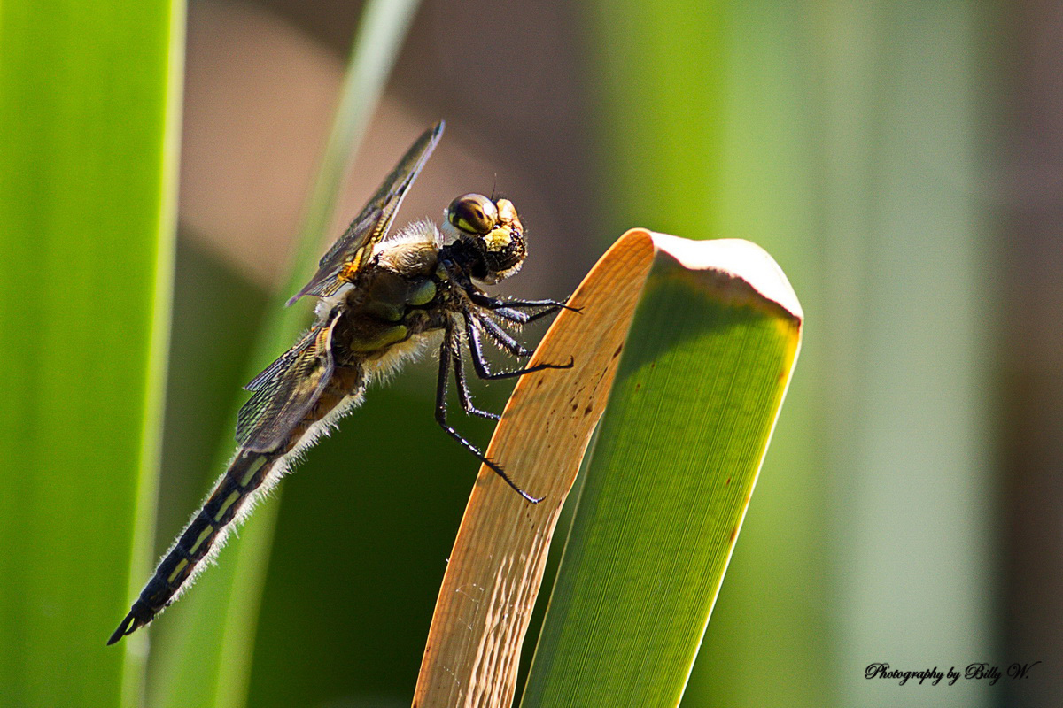 Libelle II