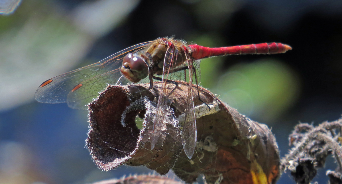 Rote Heidelibelle