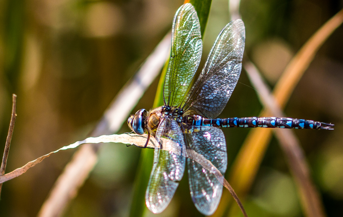 Libelle