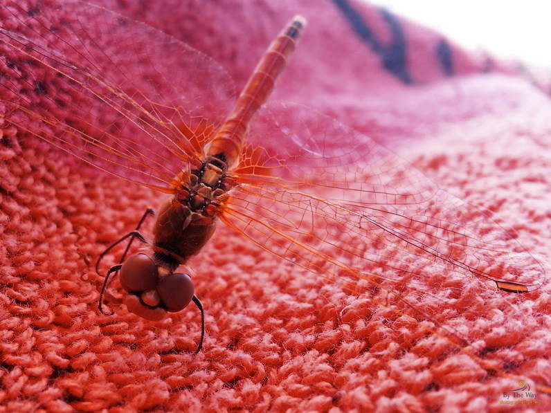 Sterbende Schönheit