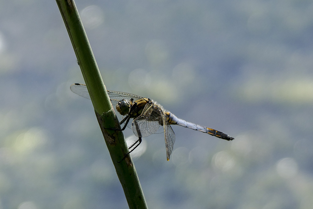 Libelle Blau