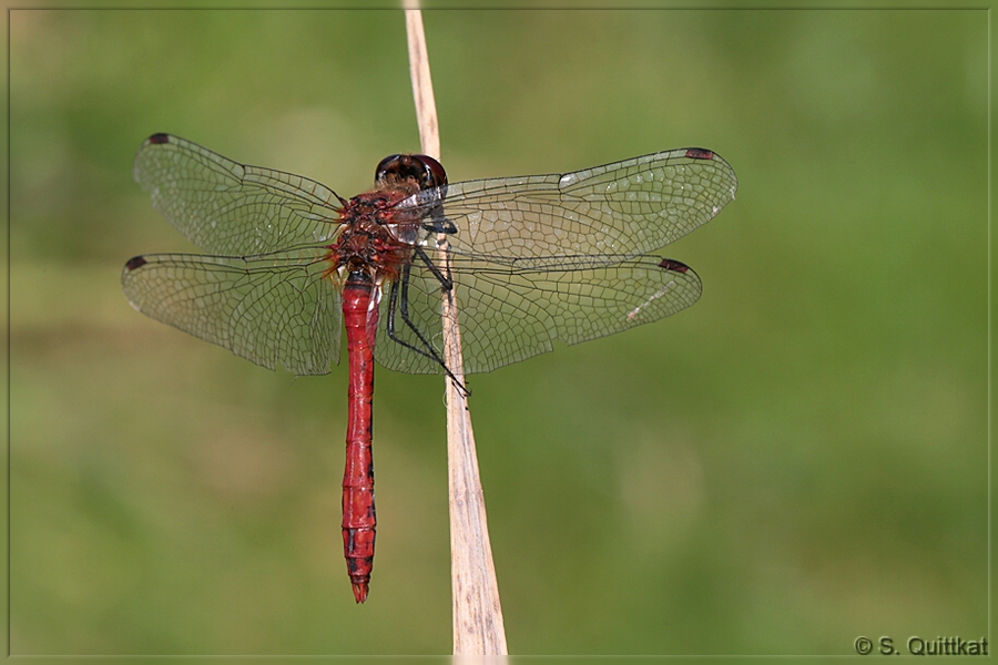 Sie sind einfach nur schön