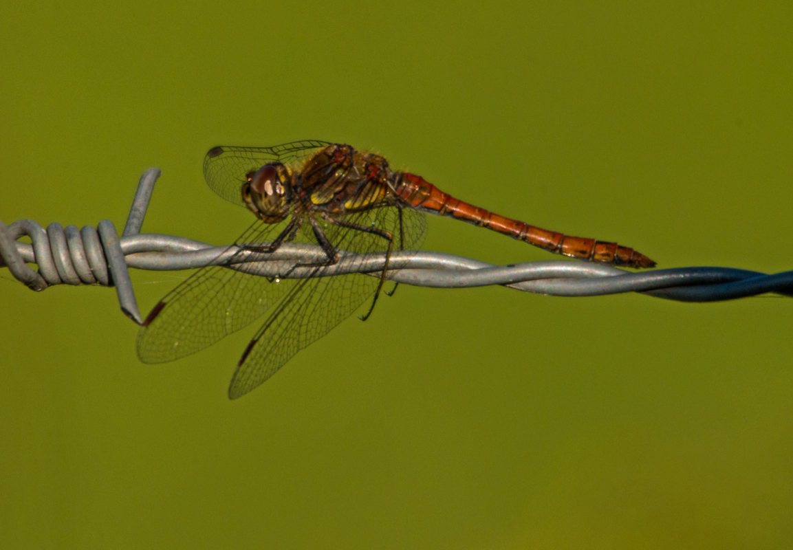 Libelle