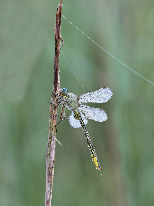 Westliche Keiljungfer