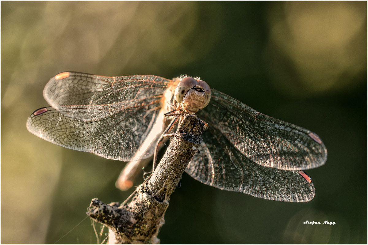 Abendruhe 03