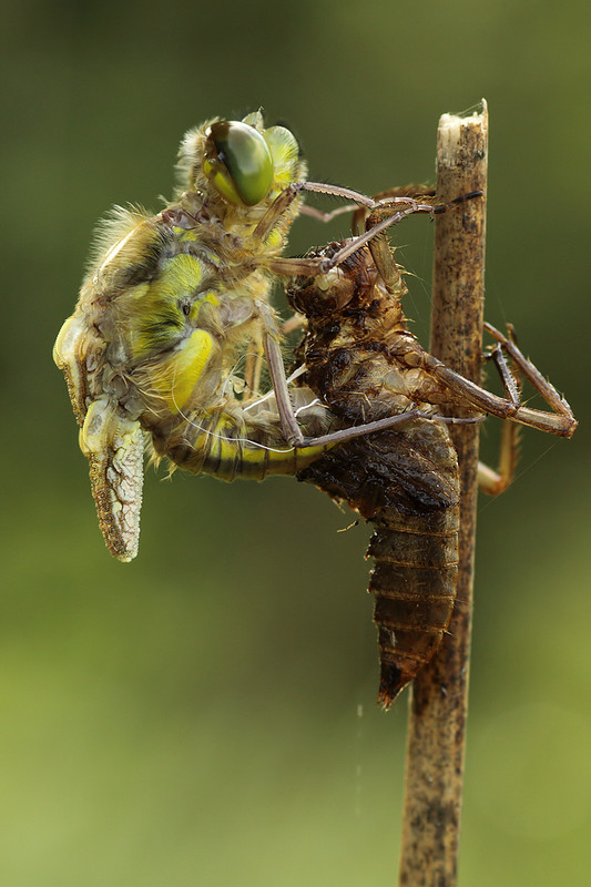 Vierflecklibelle