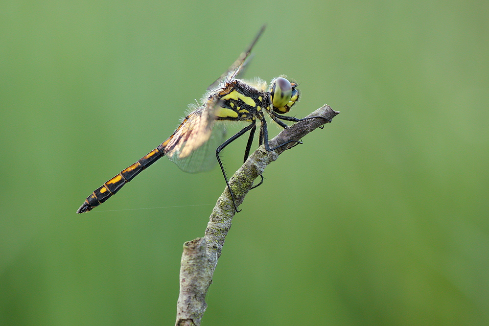 Sympetrum danae – Schwarze Heidelibelle - Männchen
