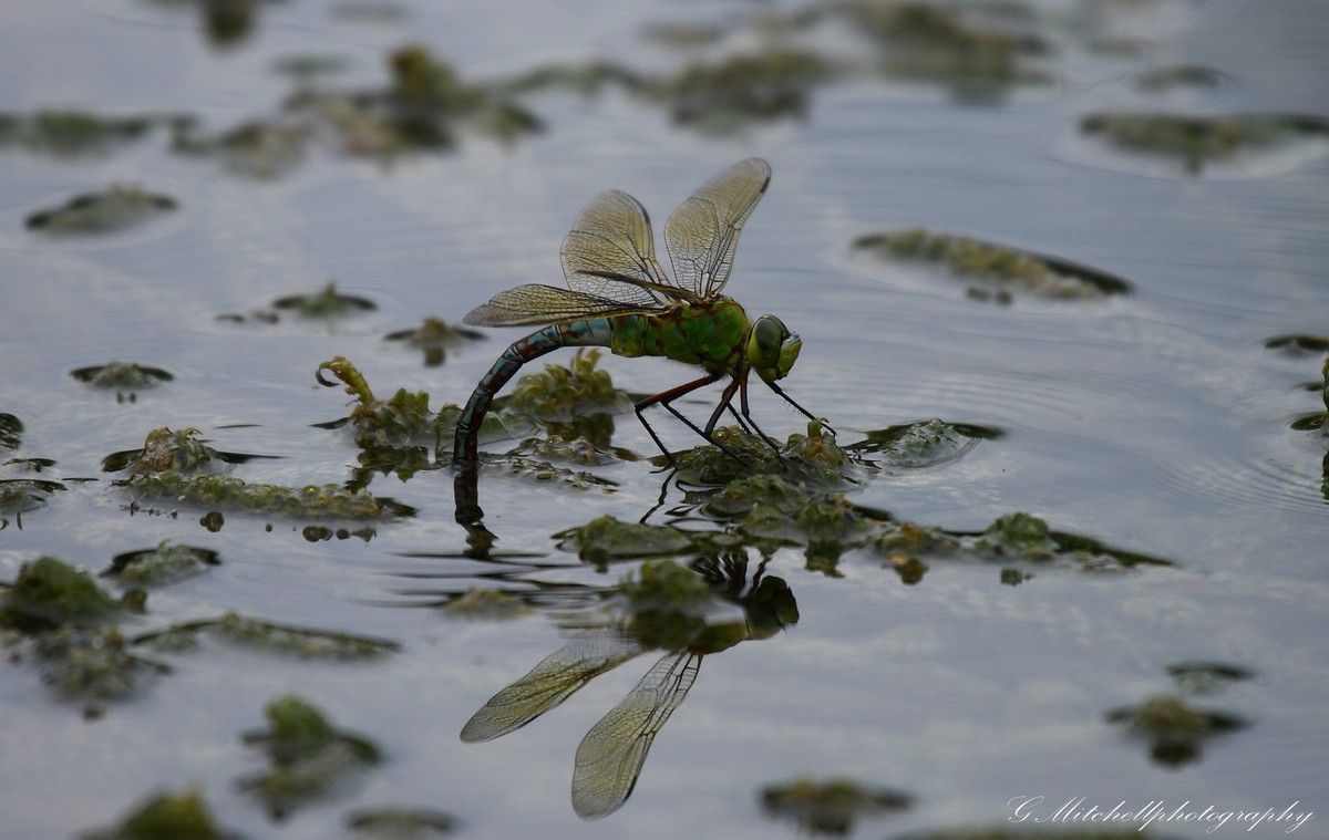 Libelle