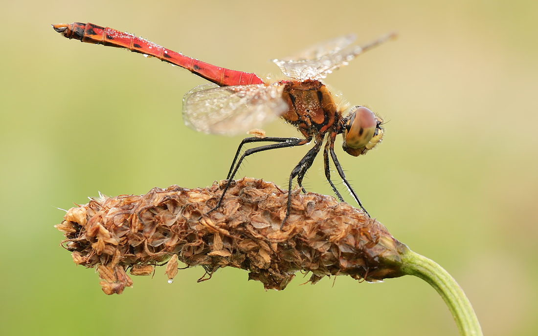 Sympetrum depressiusculum – Sumpf-Heidelibelle 