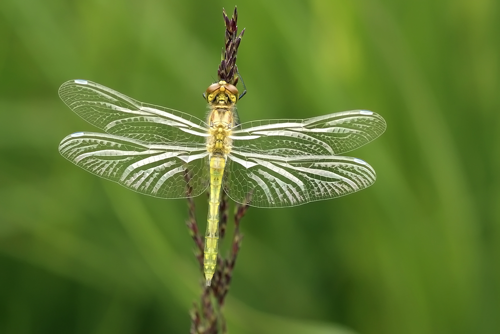 Sympetrum danae 