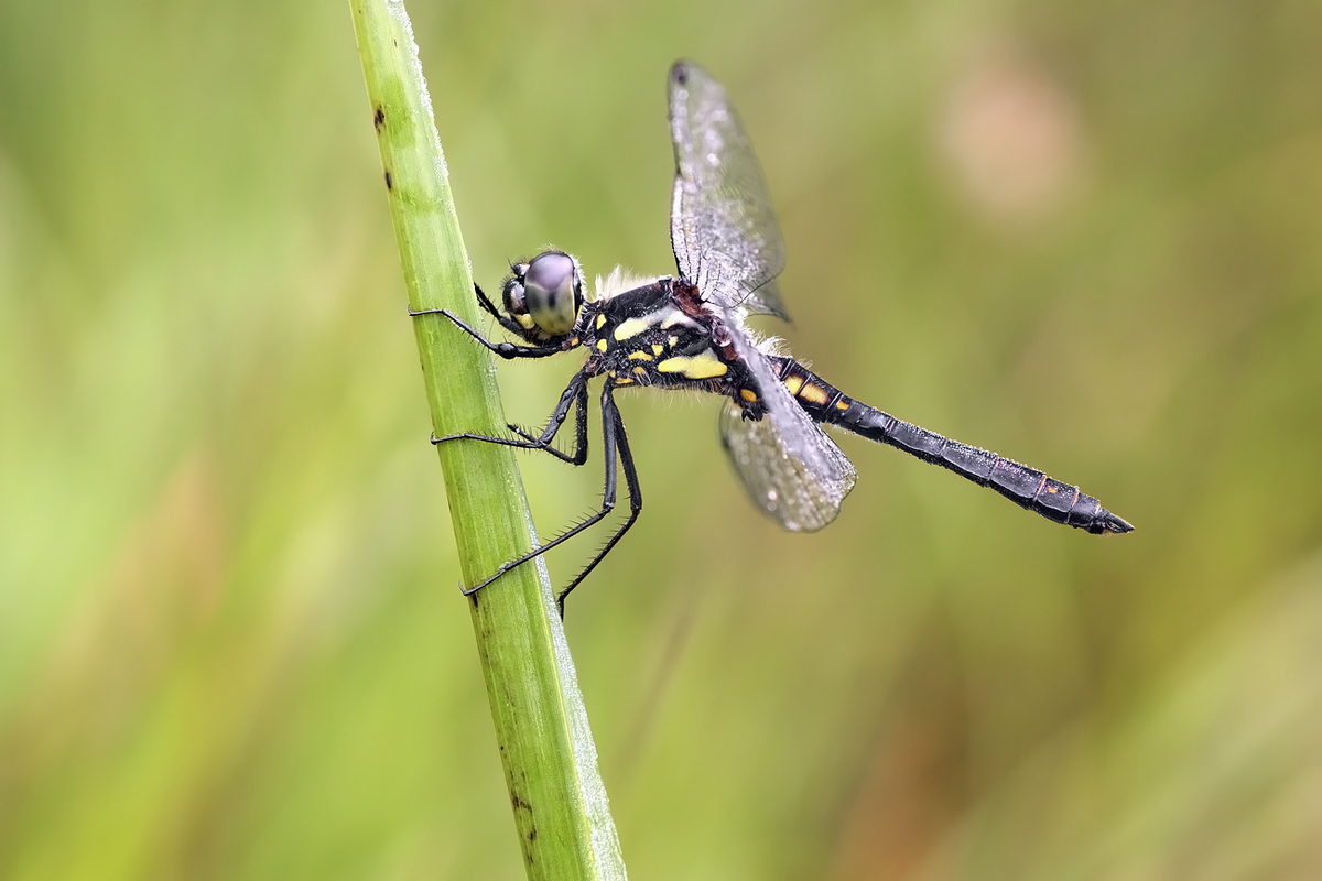Sympetrum danae – Schwarze Heidelibelle - Männchen 
