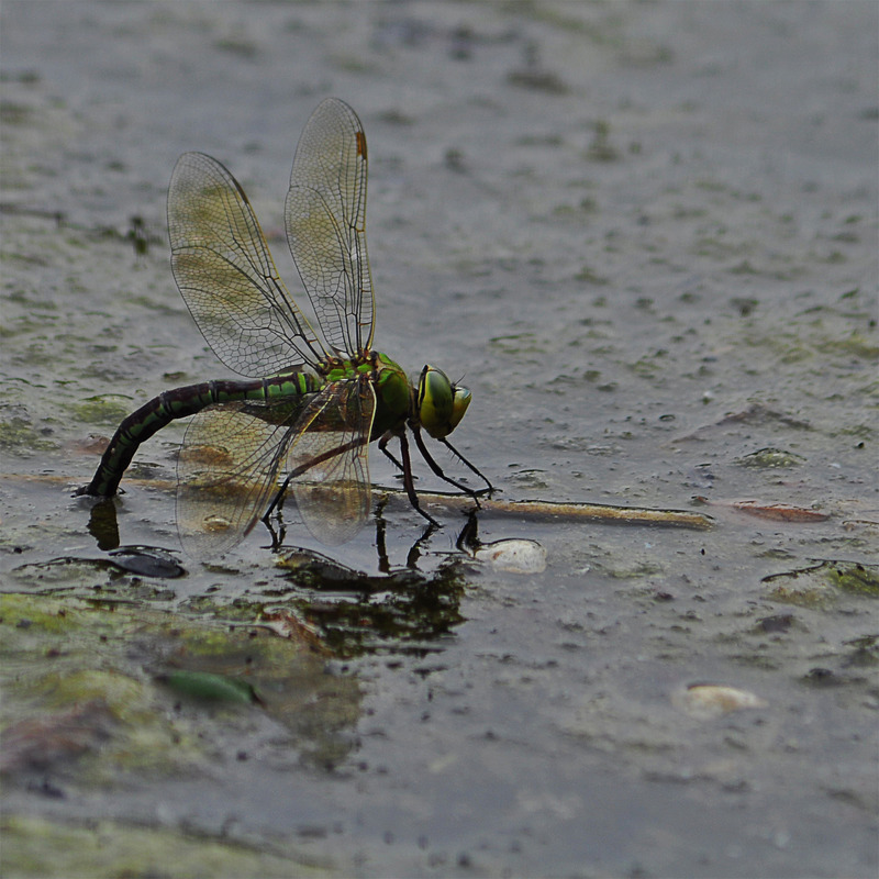 Libelle beim Ablegen von Eiern?
