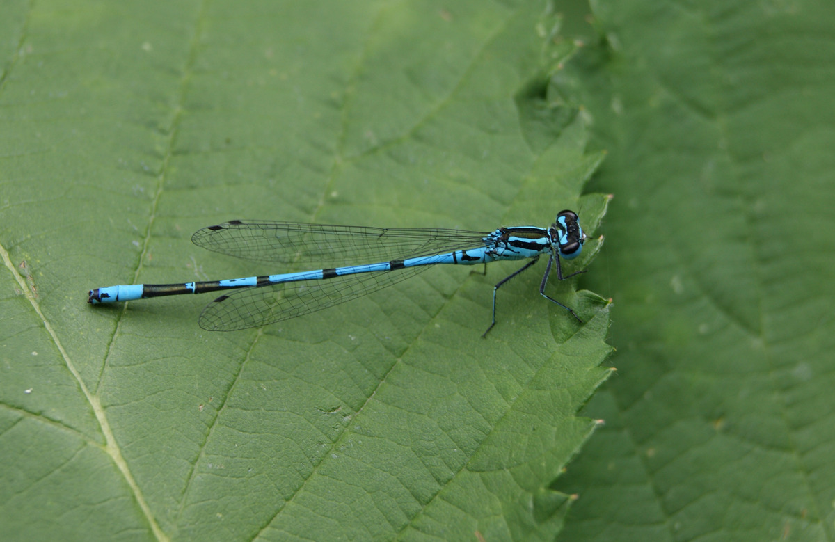 Blaue Libelle