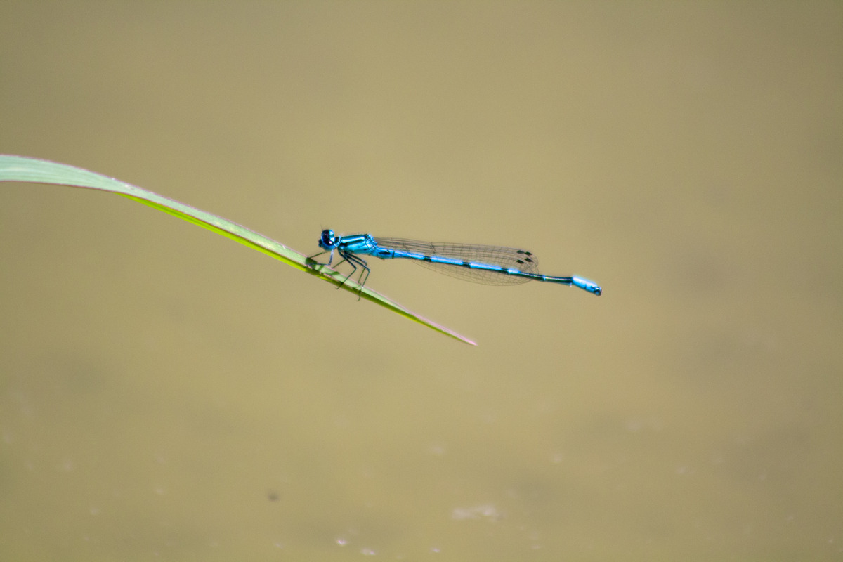 Blaue Federlibelle
