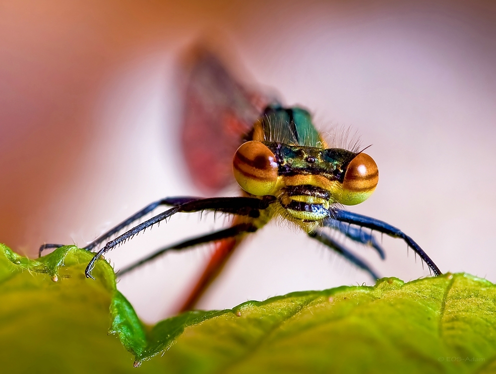 Adonislibelle... 