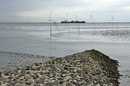 Ebbe