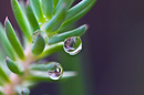 Drop