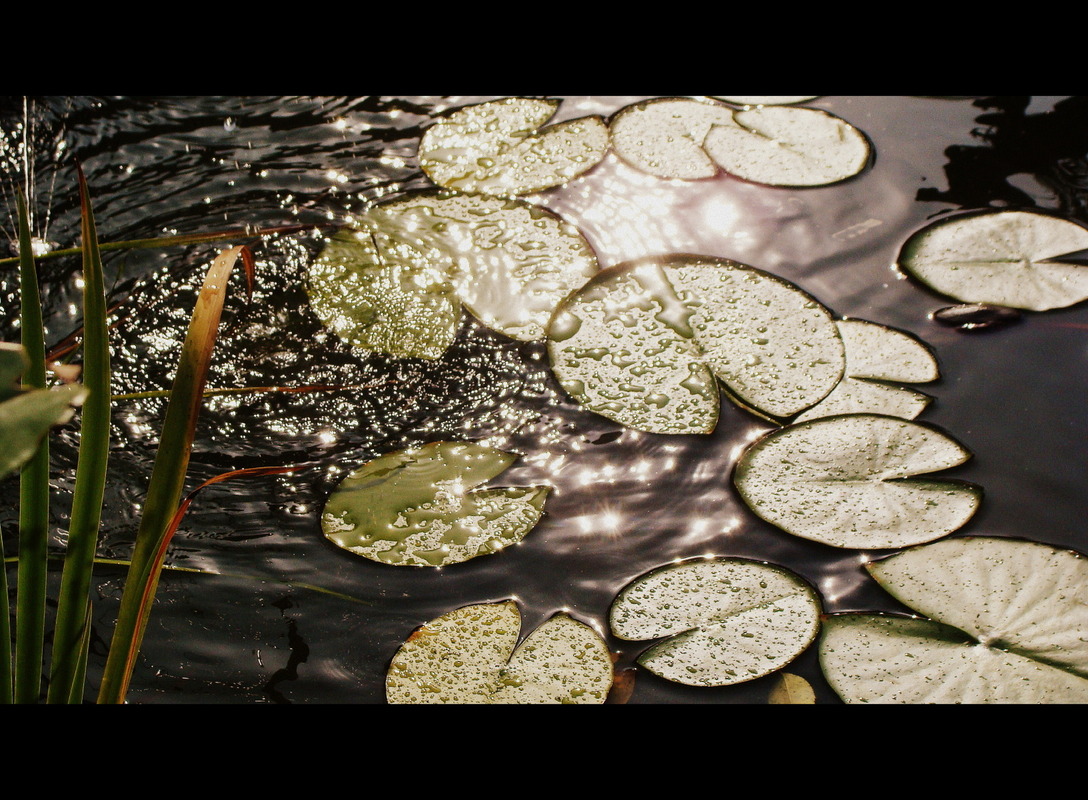 ein kleines Teichlein