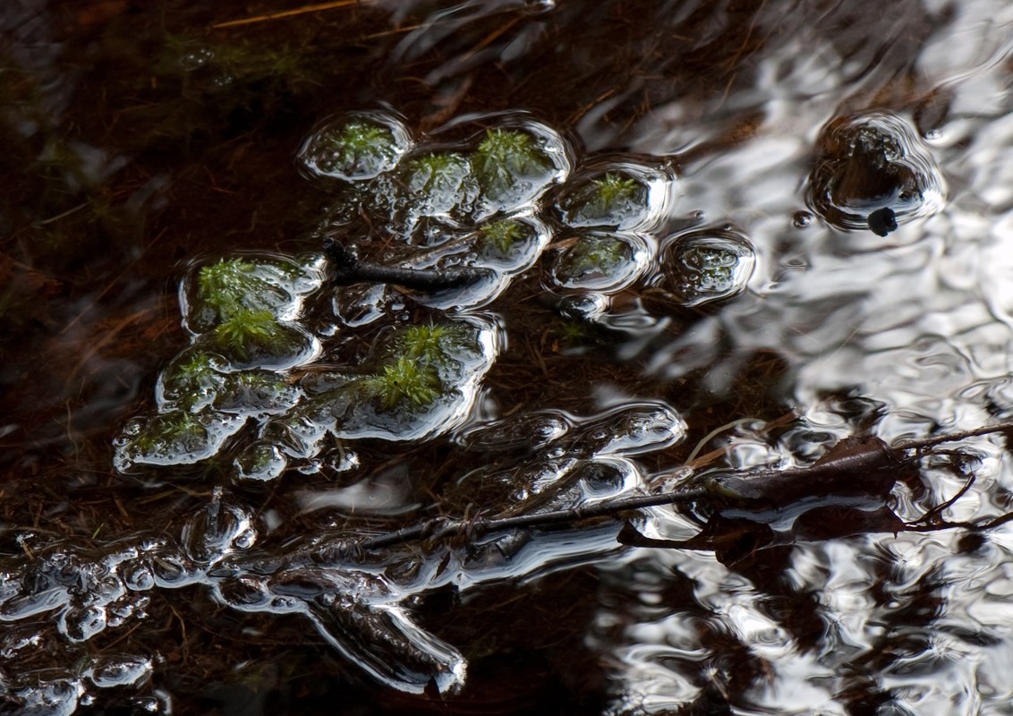 Moor-Wasser-Gasblasen